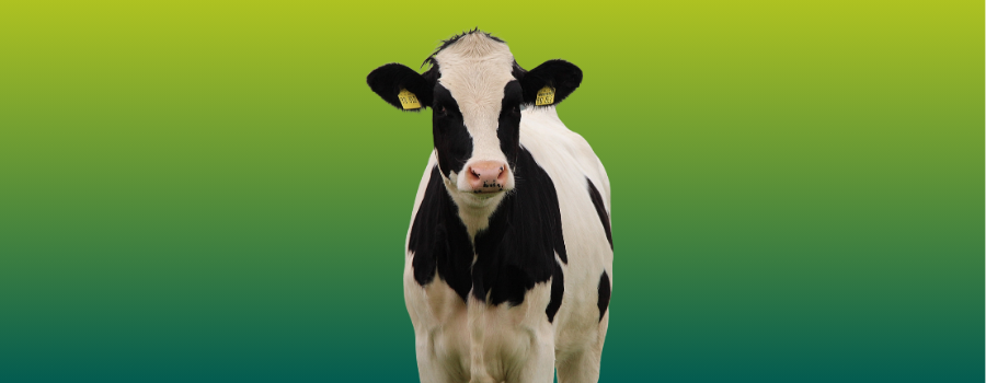 Afbeelding van verhaal Preventieve maatregelen tegen MKZ-virus