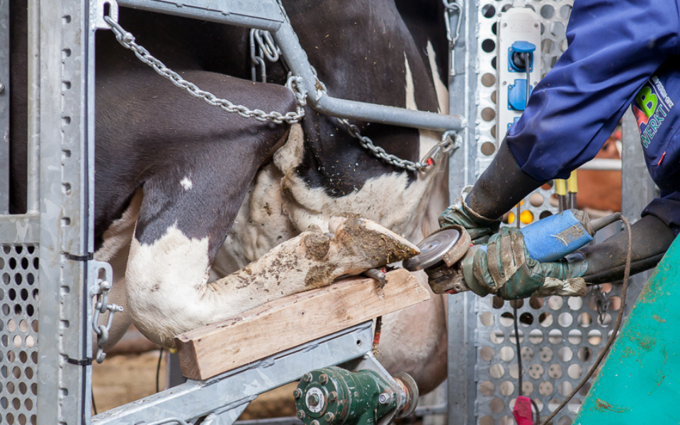Afbeelding van verhaal Klauwverzorging: gezonde klauwen voor een gezonde koe
