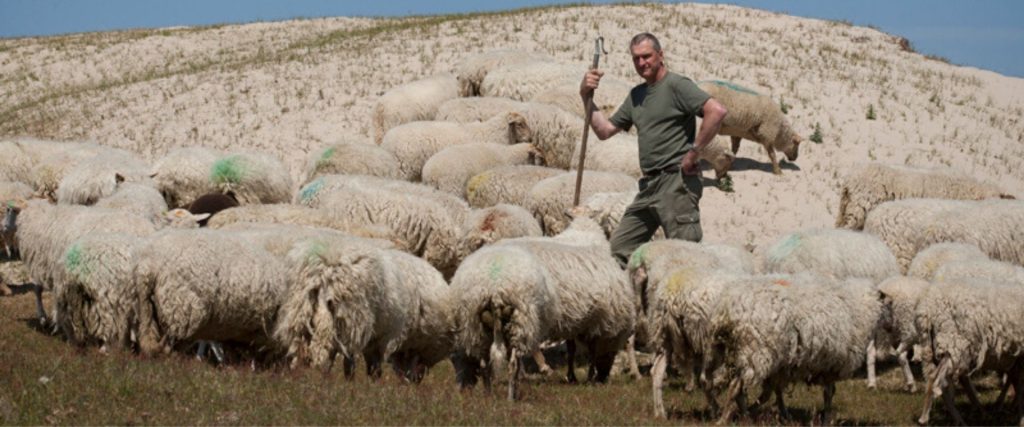 Afbeelding van verhaal Kaljouw Landschapsbeheer: werken met schapen is écht een leuk vak