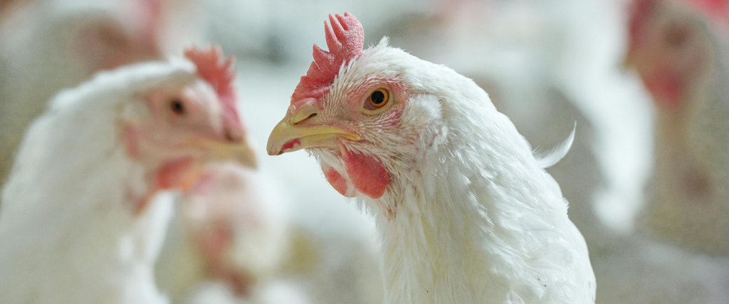 Afbeelding van verhaal De vogelgriep: wat te doen?