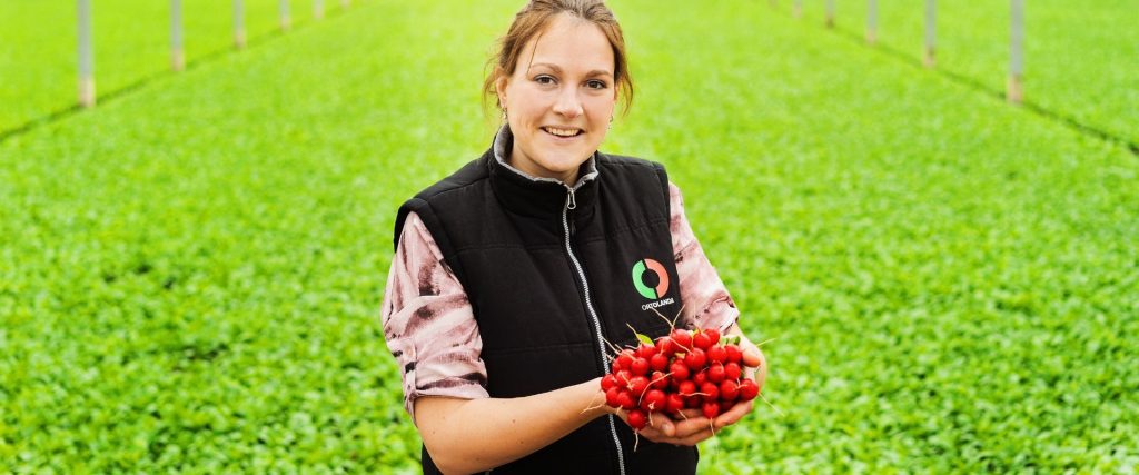 Afbeelding van verhaal Ortolanda: de grootste radijsproducent van Europa