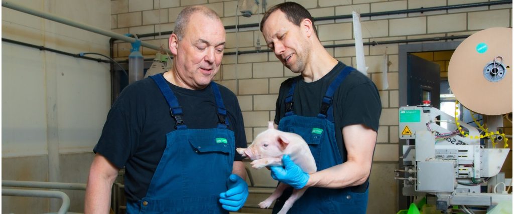 Afbeelding van verhaal Varkenshouderij Sanvar: wie gevarieerd en leuk werk doet, blijft langer