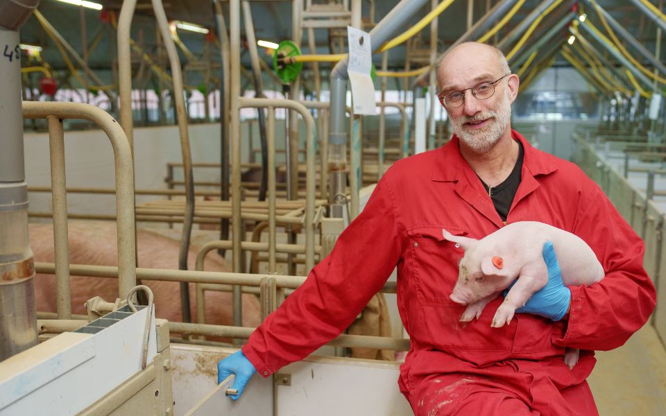 Afbeelding van verhaal Varkenshouder Gerbert: ‘Ook varkens willen rust, reinheid en regelmaat’