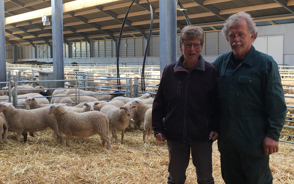 Afbeelding van verhaal Schaapherders Wim en Joke kunnen zich weer op hun kuddes focussen