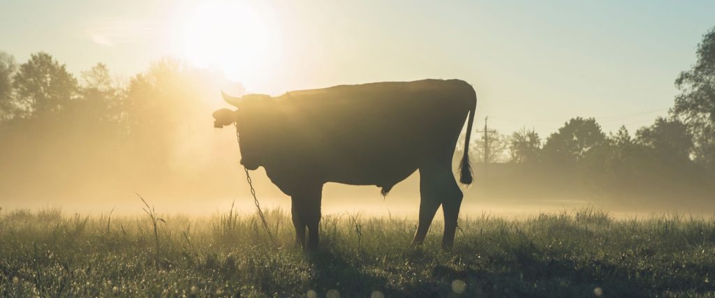 Afbeelding van verhaal Stierenprotocol om ongevallen te voorkomen