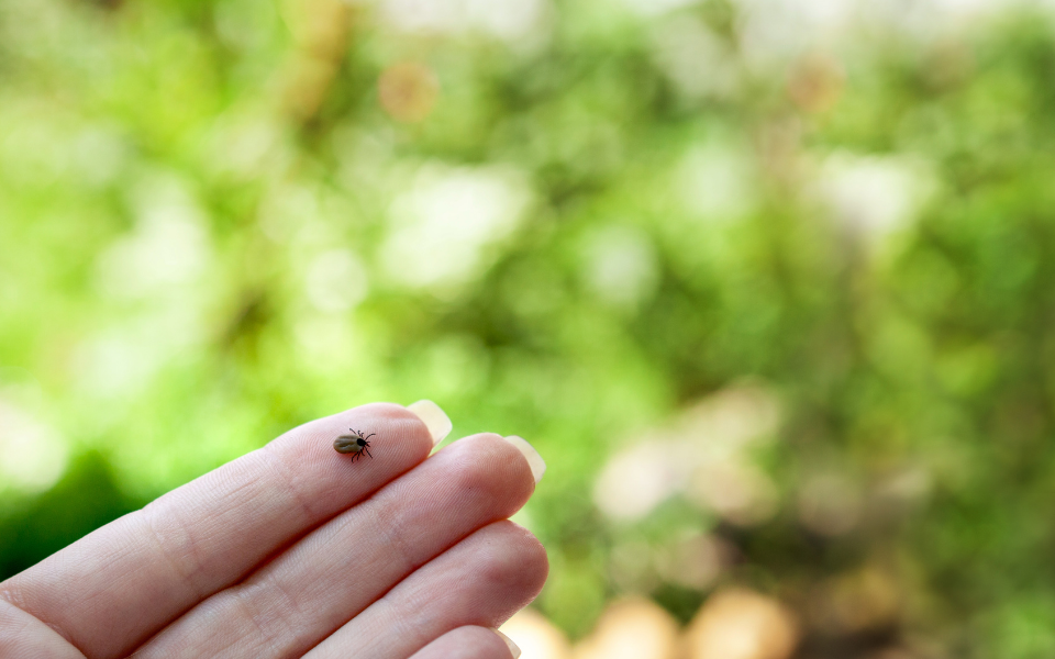 Afbeelding van verhaal Wat te doen bij een tekenbeet?
