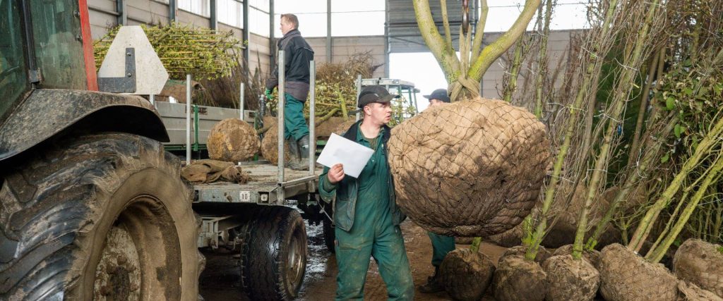 Afbeelding van verhaal Grote klanten, grote bomen