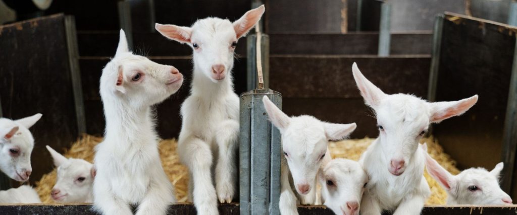 Afbeelding van verhaal Van achter de bar naar geiten melken
