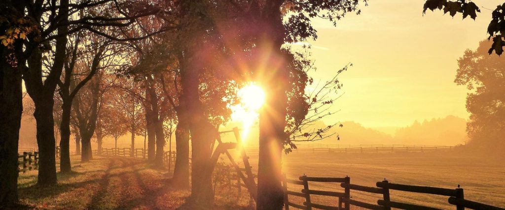 Afbeelding van verhaal Beperk hittestress bij varkens en koeien
